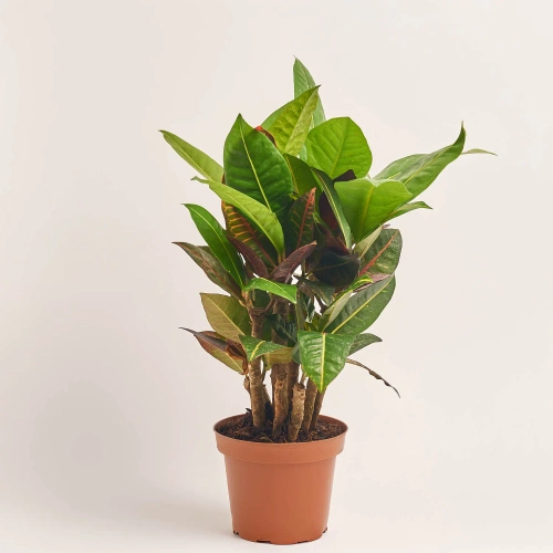 Зображення товару Кротон Петра, артикул: 56937