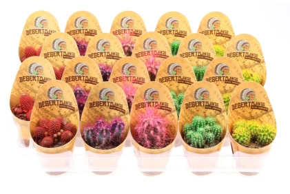 Зображення товару Ехінокактус Рейнбов, артикул: 53323