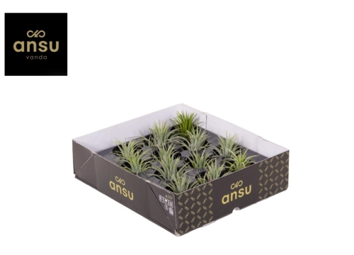 Зображення товару Тілландсія Іонанта Грін, артикул: 54122