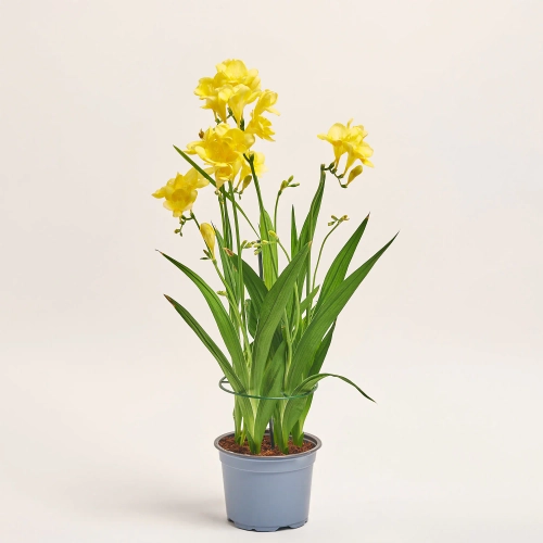 Зображення товару Фрезія жовта, артикул: 57253