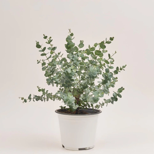 Зображення товару Евкаліпт Гунні, артикул: 43780