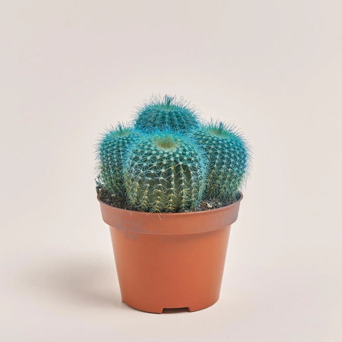 Зображення товару Кактус Рейнбов, артикул: 4792