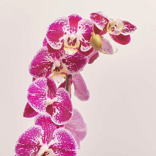 Фаленопсис 2ст. мікс, артикул: 18519 Зображення товару Фаленопсис 2ст. мікс, артикул: 18519