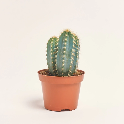 Зображення товару Кактус мікс, артикул: 18135