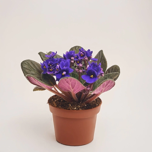 Сенполія мікс, артикул: 18381 Зображення товару Сенполія мікс, артикул: 18381