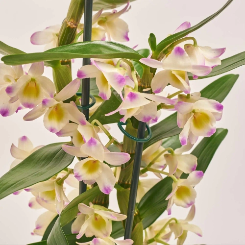 Зображення товару Дендробіум Куміко 2ст., артикул: 19262