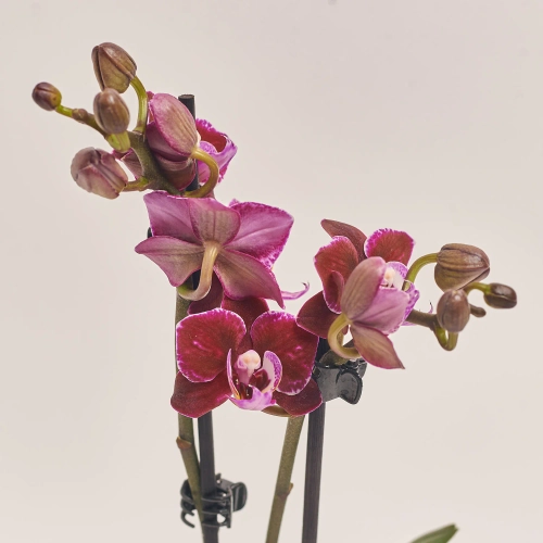 Зображення товару Фаленопсис міні в кер. 2ст., артикул: 18851