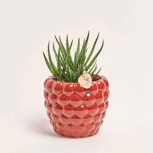 Зображення товару Сукулент мікс "Малинка", артикул: 37157