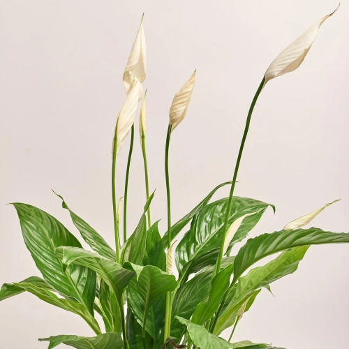 Спатифіллум Вівальді, артикул: 52805 Зображення товару Спатифіллум Вівальді, артикул: 52805