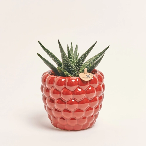 Зображення товару Сукулент мікс "Малинка", артикул: 37157