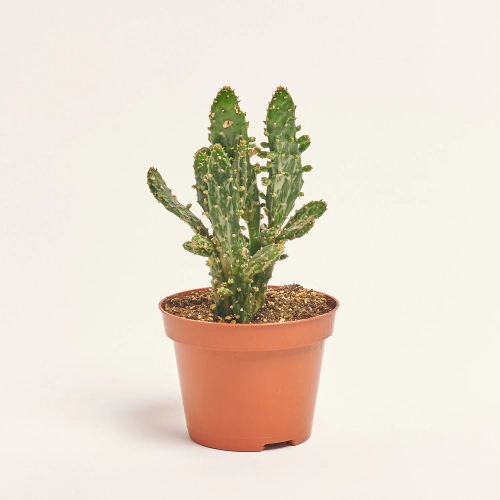 Зображення товару Кактус мікс, артикул: 18135