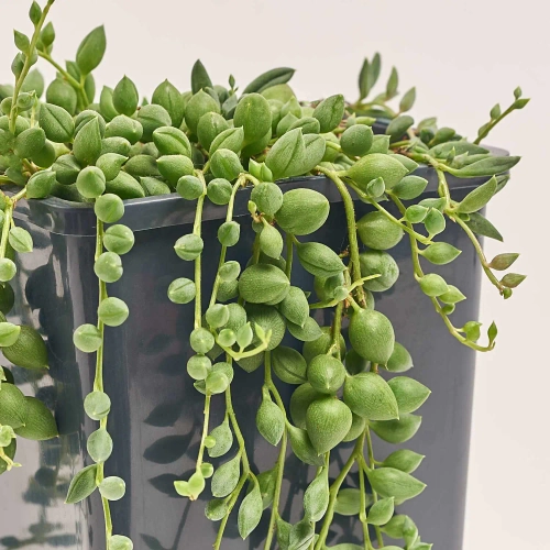 Сенеціо Геррейна, артикул: 52418 Зображення товару Сенеціо Геррейна, артикул: 52418