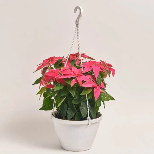 Зображення товару Пуансетія рожева підвіска, артикул: 53650