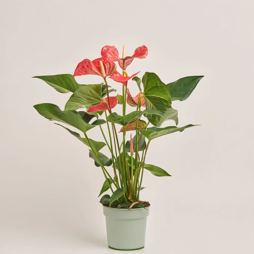 Зображення товару Антуріум Мейн, артикул: 30260