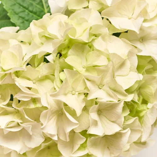 Зображення товару Гортензія мікс 3ст., артикул: 7781