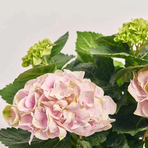 Гортензія світло-рожева 4ст., артикул: 48055 Зображення товару Гортензія світло-рожева 4ст., артикул: 48055