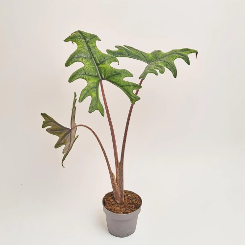 Алоказія Жаклін, артикул: 50518 Зображення товару Алоказія Жаклін, артикул: 50518