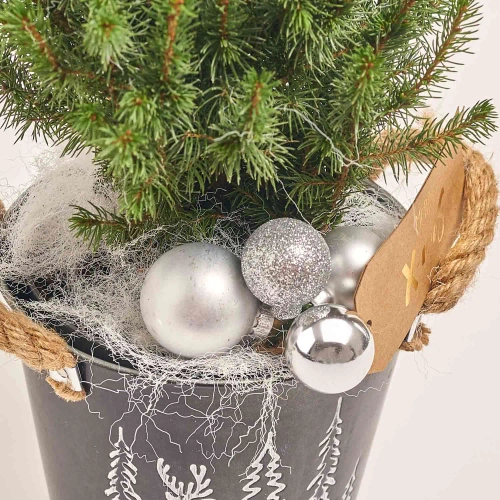 Зображення товару Ялина Магніфік в кер., артикул: 53957