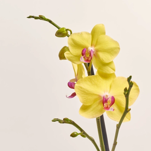 Зображення товару Фаленопсис 2ст. мікс, артикул: 19290