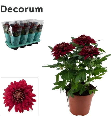 Хризантема Зембла Decorum, артикул: 46449 Зображення товару Хризантема Зембла Decorum, артикул: 46449
