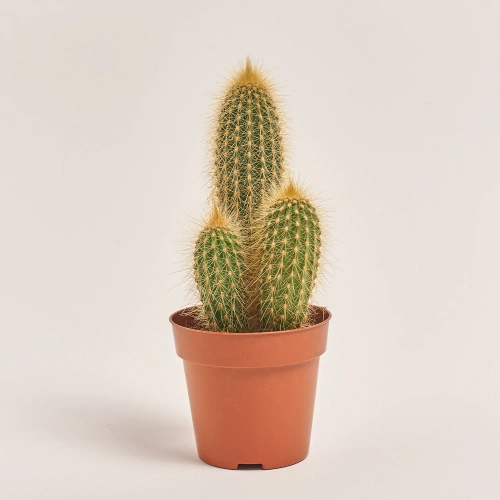 Зображення товару Кактус "Zuil" мікс, артикул: 54999