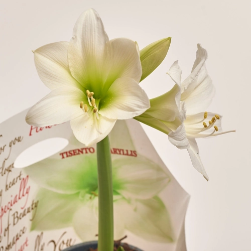 Амариліс білий, артикул: 42622 Зображення товару Амариліс білий, артикул: 42622