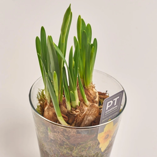 Зображення товару Нарцис Тет-а-Тет у склі, артикул: 46213