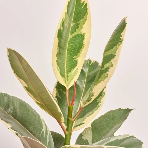 Фікус ел Тінеке 1ст., артикул: 33076 Зображення товару Фікус ел Тінеке 1ст., артикул: 33076