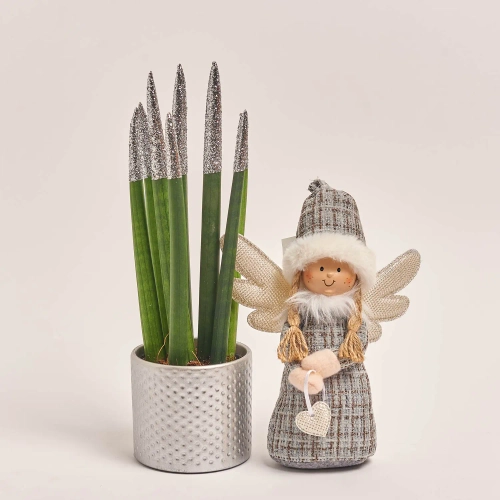 Зображення товару Сансевієрія в керамічному кашпо та новорічна іграшка «Ангел» Сет 515, артикул: 54582