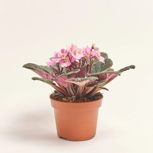 Зображення товару Сенполія мікс, артикул: 18381