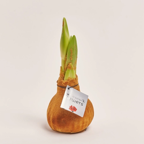 Зображення товару Амариліс "Вельвет Тач" Купер, артикул: 54180