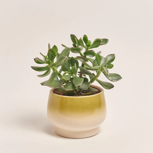 Сукулент мікс, артикул: 41177 Зображення товару Сукулент мікс, артикул: 41177