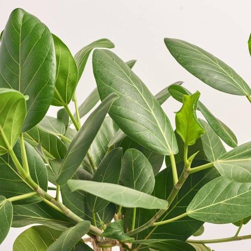 Фікус бенгальський Одрі, артикул: 41249 Зображення товару Фікус бенгальський Одрі, артикул: 41249