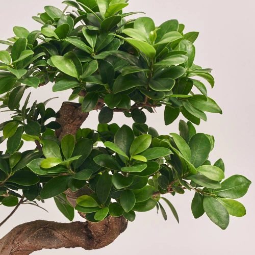 Фікус мікрокарпа Гінсенг в кераміці, артикул: 40242 Зображення товару Фікус мікрокарпа Гінсенг в кераміці, артикул: 40242