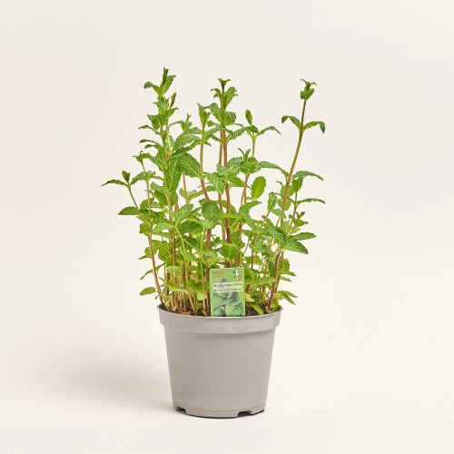 Зображення товару Мікс пряних трав, артикул: 36076