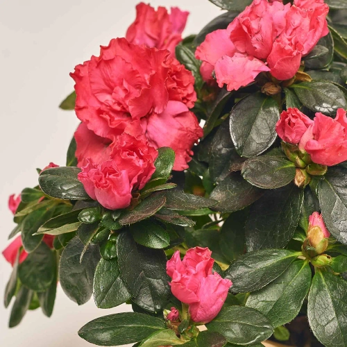 Азалія мікс в кер., артикул: 52993 Зображення товару Азалія мікс в кер., артикул: 52993