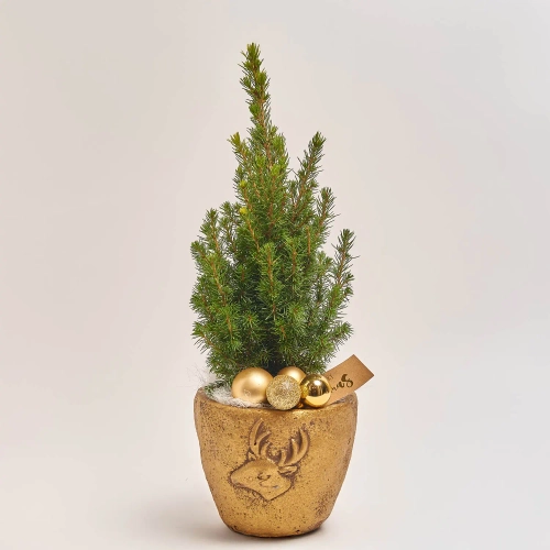 Ялина Перфекта декор в кер., артикул: 53918 Зображення товару Ялина Перфекта декор в кер., артикул: 53918