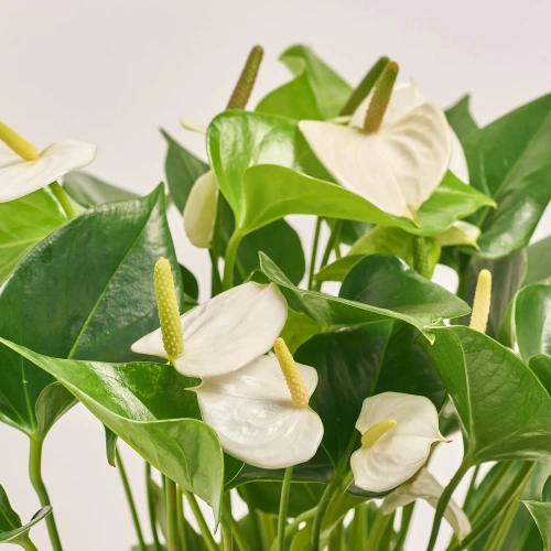 Зображення товару Антуріум Адіос Вайт, артикул: 33625