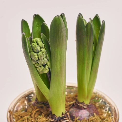 Гіацинт мікс, артикул: 43715 Зображення товару Гіацинт мікс, артикул: 43715