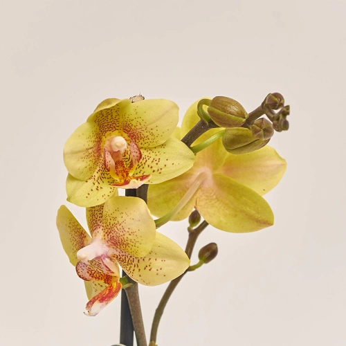 Фаленопсис мультифлора 1ст. мікс, артикул: 53125 Зображення товару Фаленопсис мультифлора 1ст. мікс, артикул: 53125