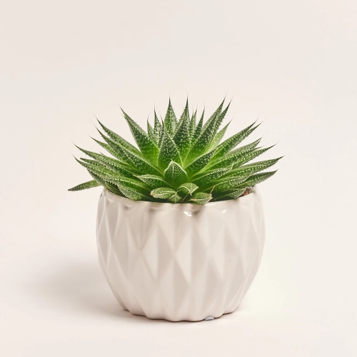 Зображення товару Сукулент мікс, артикул: 5756