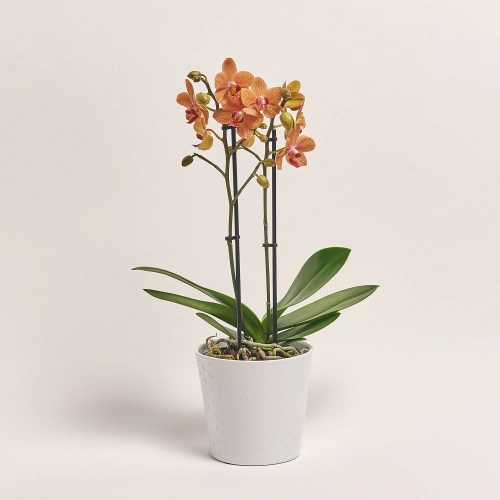 Фаленопсис мультифлора 2ст. мікс в кер., артикул: 53068 Зображення товару Фаленопсис мультифлора 2ст. мікс в кер., артикул: 53068