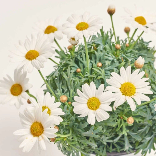 Зображення товару Аргірантемум Стелла, артикул: 57444