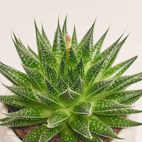 Зображення товару Сукулент мікс, артикул: 5756