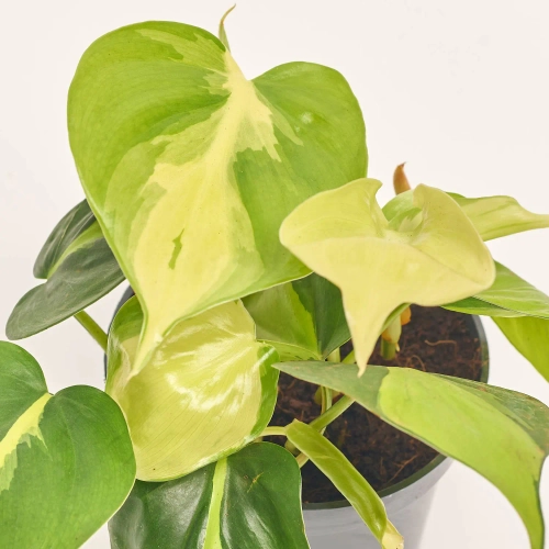 Зображення товару Філодендрон Скаденс Бразіл, артикул: 56999