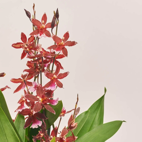 Зображення товару Буррагера та Кашпо Сет 343, артикул: 55483