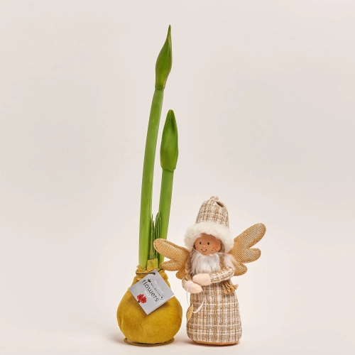 Зображення товару Амариліс у воску та іграшка новорічна "Ангел" Сет 515, артикул: 54583