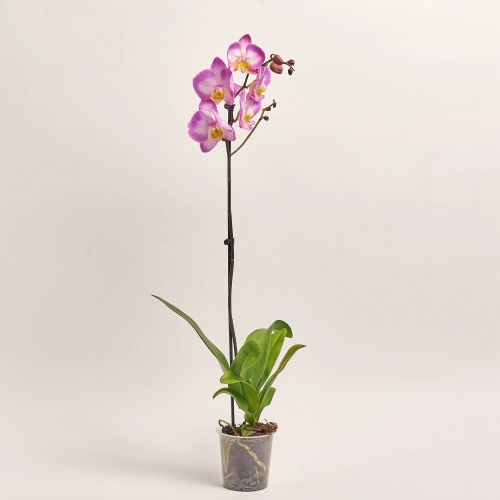 Зображення товару Фаленопсис 1ст. мікс, артикул: 18850