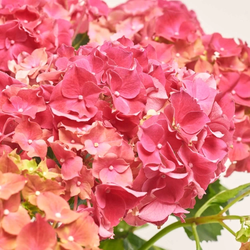 Зображення товару Гортензія червона 9ст., артикул: 57146