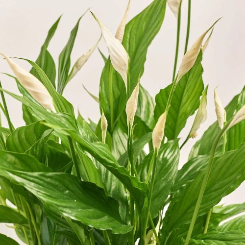 Спатифіллум Шопен, артикул: 52659 Зображення товару Спатифіллум Шопен, артикул: 52659